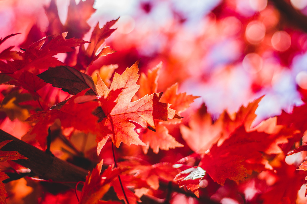 Boletín de agosto - Hojas de otoño