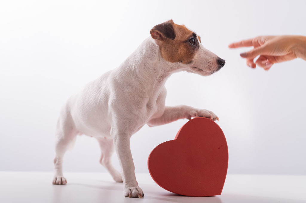 adoção de cães no dia dos namorados